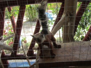 Pet Squirrel, Casa Paraiso, Playa Samara 